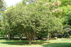 Guaiacum officinale